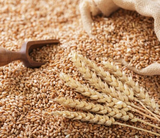 تونس تطلق مناقصة لشراء 350 ألف طن حبوب!