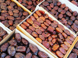 تمور تونس: محصول قياسي 400 ألف طن 2025