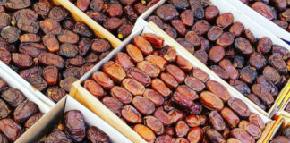 تمور تونس: محصول قياسي 400 ألف طن 2025