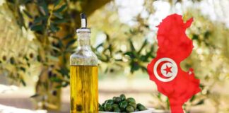 تونس ثاني منتج زيت زيتون عالمياً 2025-2026