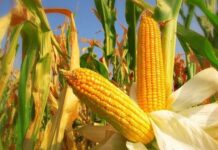 La Tunisie achète 55 000 tonnes de maïs fourrager dans le cadre d’un appel d’offres international à 258,75 dollars la tonne تونس تشتري 55 ألف طن ذرة علفية بـ258.75 دولار للطن