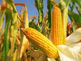 تونس تشتري 55 ألف طن ذرة علفية بـ258.75 دولار للطن