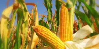 تونس تشتري 55 ألف طن ذرة علفية بـ258.75 دولار للطن