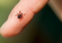 أمراض القراد وأعراضها وطرق الوقاية