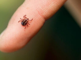 أمراض القراد وأعراضها وطرق الوقاية