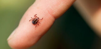 أمراض القراد وأعراضها وطرق الوقاية