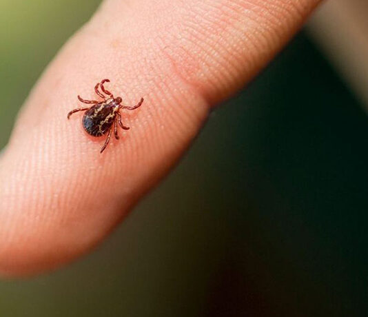 أمراض القراد وأعراضها وطرق الوقاية