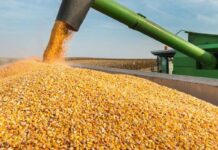تونس تشتري 27 ألف طن من الذرة العلفية