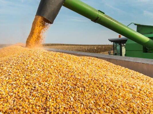 تونس تشتري 27 ألف طن من الذرة العلفية