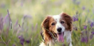 Le Kef : Campagne d’abattage des chiens errants jusqu’au 31 décembre