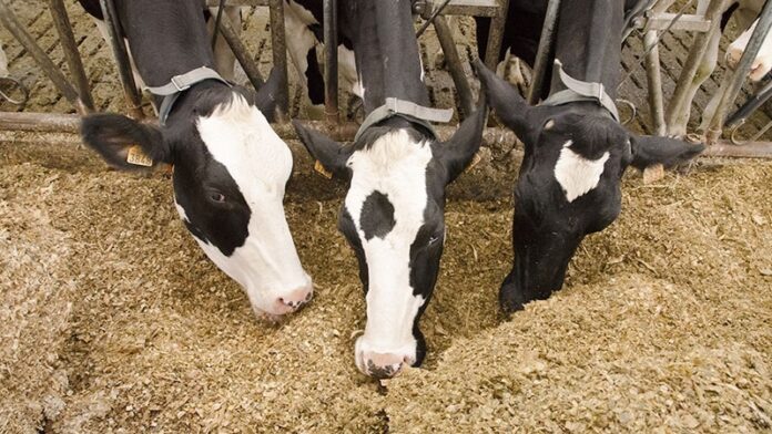 vache طبرقة: تسجيل بؤرة للحمى القلاعية ونفوق أبقار