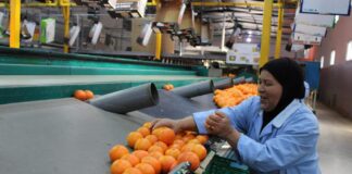 صادرات الحمضيات التونسية ترتفع بنسبة 17% في موسم 2025