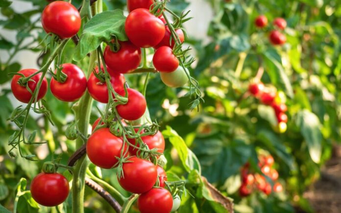 tomate زيادة إنتاج الطماطم المخصصة للتحويل في قافصة إلى 63 ألف طن