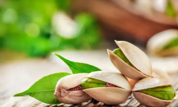 pistache موسم قياسي للفستق في القصرين سنة 2025 وتوسّع في المساحات المزروعة