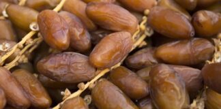 ألمانيا تتصدر واردات التمور البيولوجية التونسية