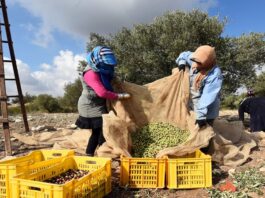 سيدي بوزيد: 27% تقدم في جني الزيتون رغم النقص
