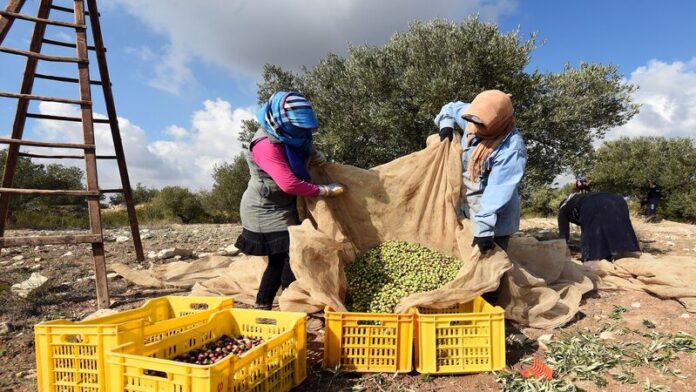 سيدي بوزيد: 27% تقدم في جني الزيتون رغم النقص