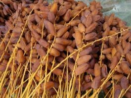 صابة التمور في تونس تتجاوز 400 ألف طن