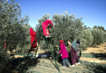 Coup d’envoi de la saison de la récolte des olives à Medenine, avec une production estimée à près de 30 000 tonnes