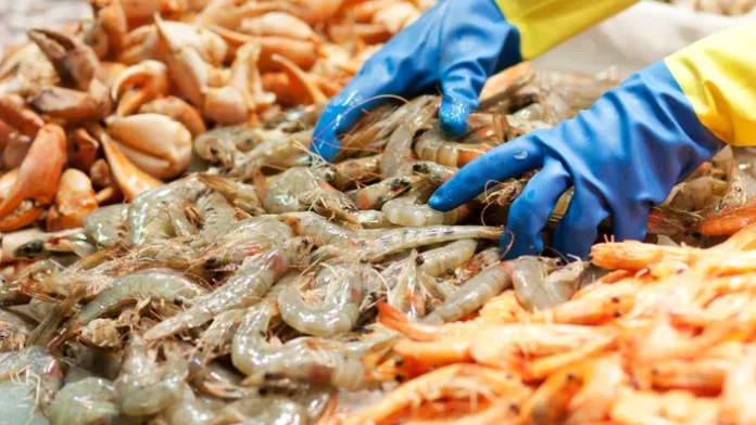 Des carangues exposées sur un marché tunisien à l'occasion du début de la saison de pêche dans le golfe de Gabès