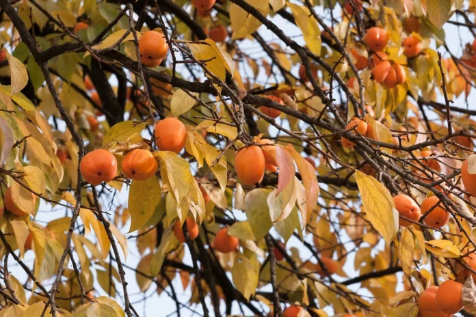 Les kakis de la circonscription de Nefza, dans le gouvernorat de Beja, pendant la saison de la récolte